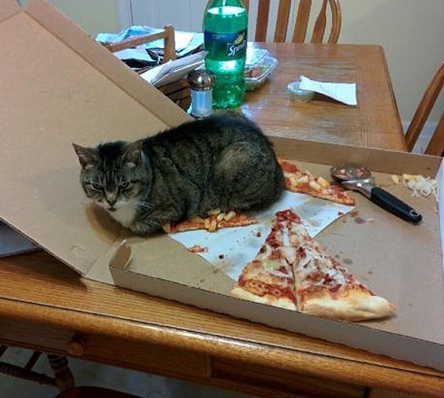 Oturduğu yeri beğenmedi galiba
Hem pizzanın üstüne oturup hem de bu kadar sinirli olmak neden?
