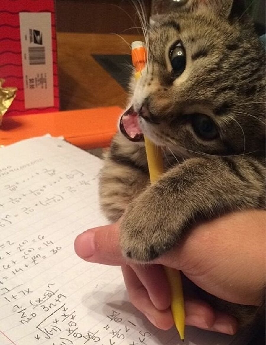 'Hocam kedim kalemimi yedi ödevimi yapamadım'
