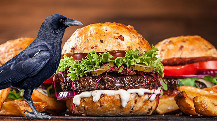 Kargalar, fast food yüzünden kolesterol problemleri yaşıyor.