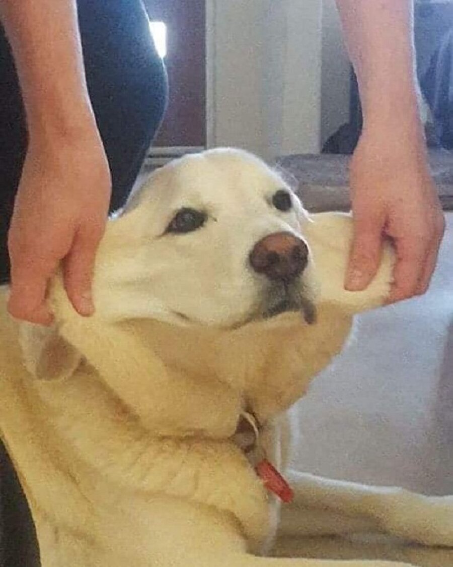 Hamurumuzu köpek yanağı kıvamına gelene kadar yoğuruyoruz