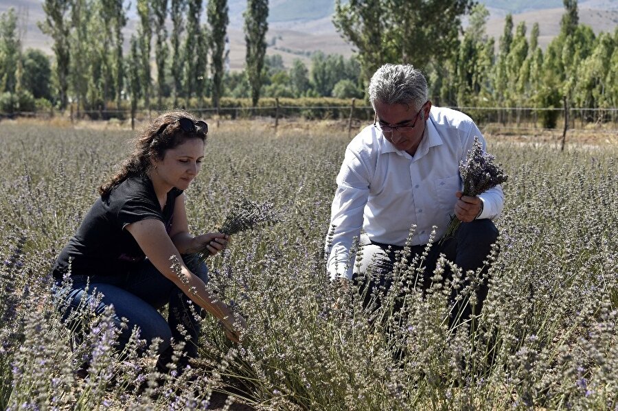 Gümüşhane artık lavanta kokuyor.