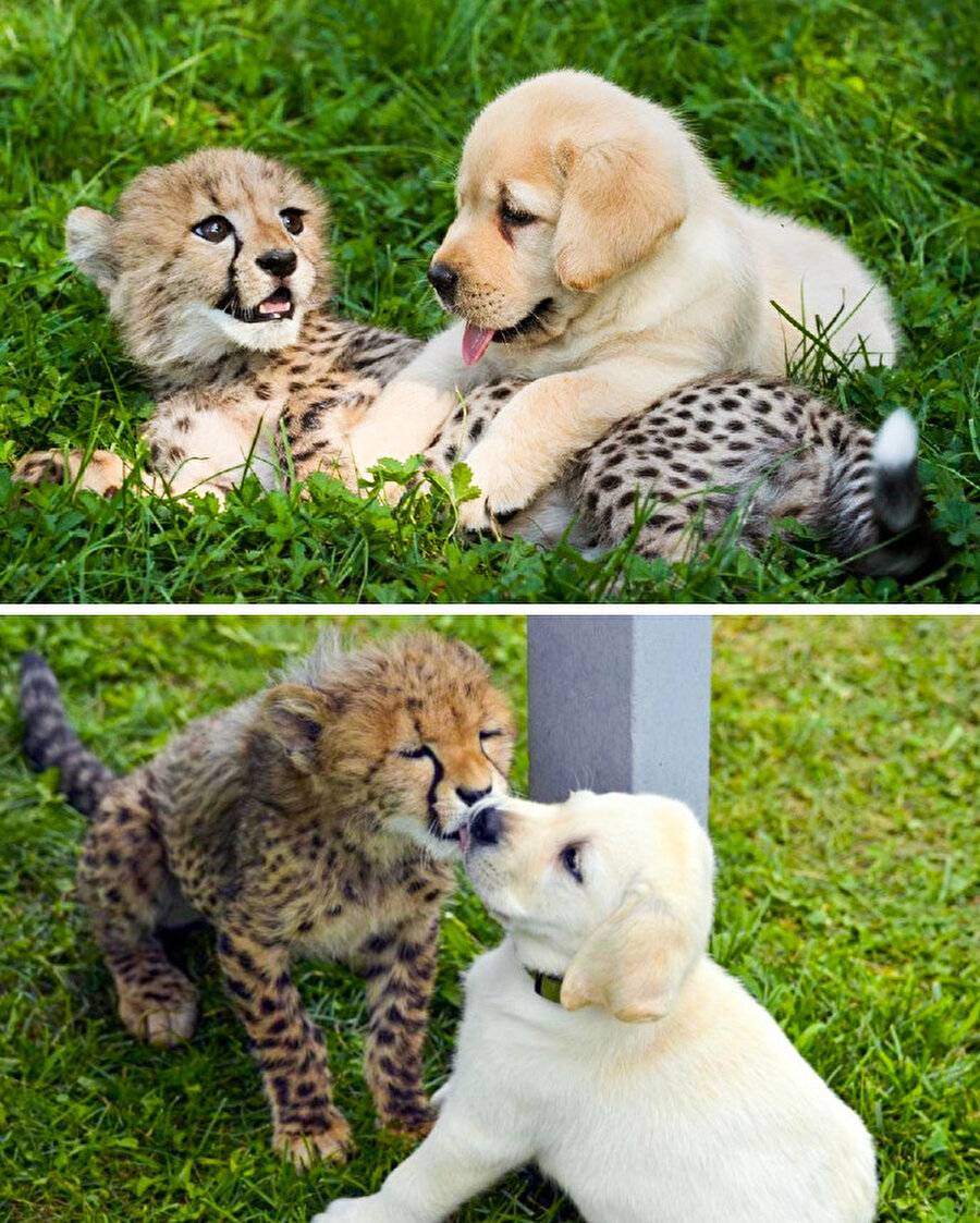 Yavru bir çita ile yavru bir köpeğin dostluğu
Gözlerimizden kalp çıktı fotoğrafa bakarken