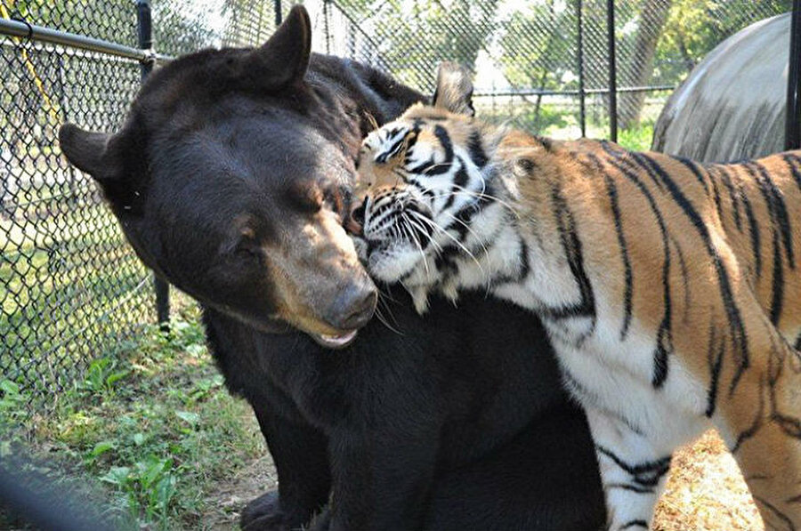 İnanılmaz ama gerçek
İkisi de vahşi birer hayvan ama dostlukları çok tatlı
