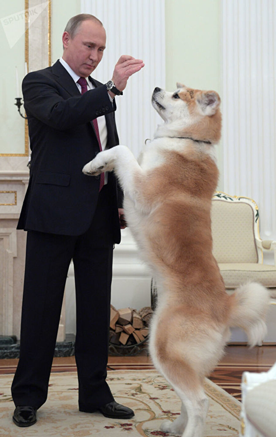 
                                    Devlet Başkanı Putin, Yume isimli Akita cinsi köpeğine yemek verdiği sırada görünüyor.
                                