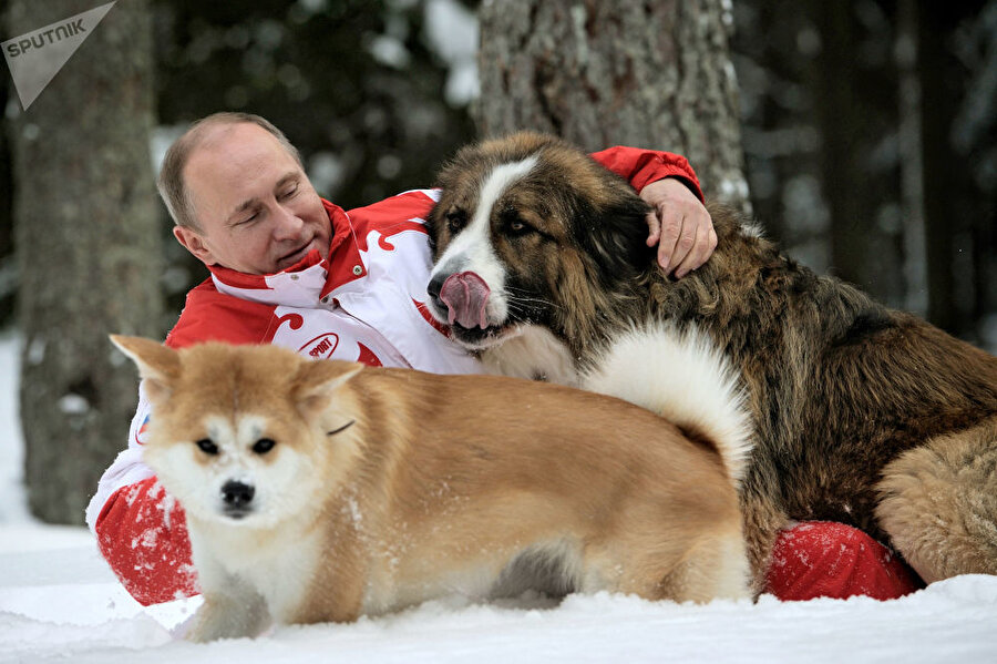 
                                    Vladimir Putin Baffi ve Yume isimli köpekleriyle oyun oynuyor.
                                