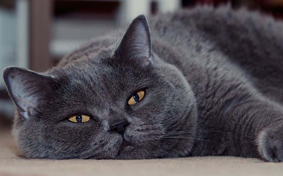 Kedi: sadece sevgi