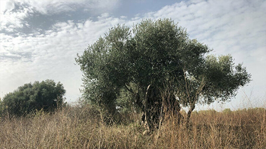 1750 yaşındaki zeytin ağacı korumaya alındı
Aydın'ın Kuşadası ilçesinde bulunan ve ilk meyvesini Romalılar döneminde veren 1750 yaşındaki zeytin ağacı koruma altına alındı. 110 Anıt ağaç arasında yer alan Kuşadası'ndaki koca zeytin ağacı, Türkiye'de ve Avrupa'da yaşayan en yaşlı zeytin ağaçlarından biri kabul ediliyor.