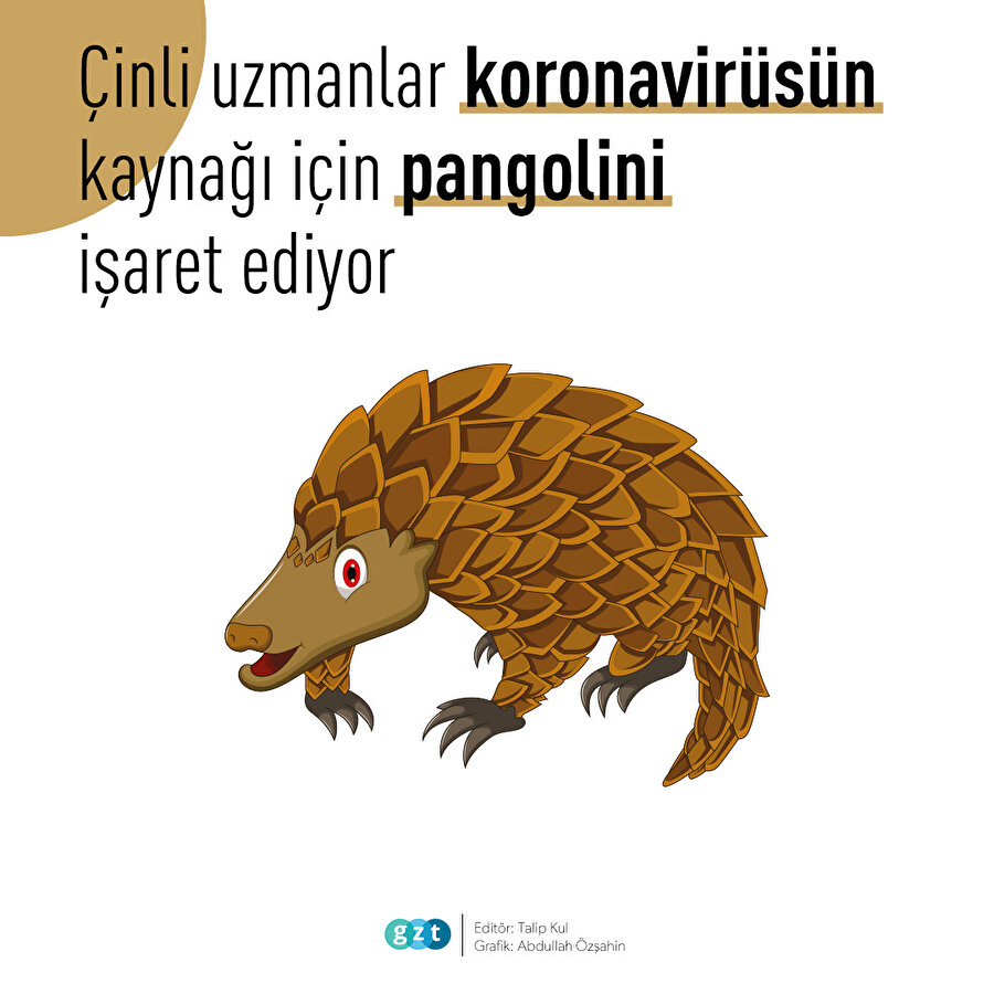 Koronavirüsün kaynağı için pangolini işaret ettiler