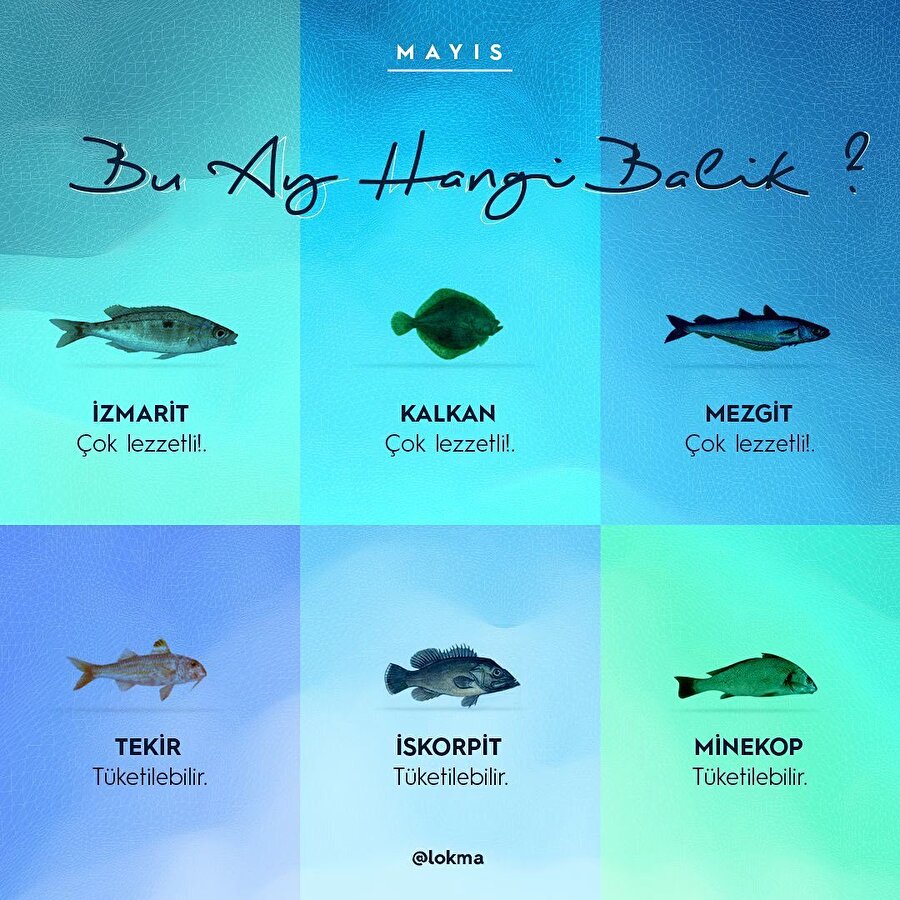 mayis ayinin taze baliklari geldi