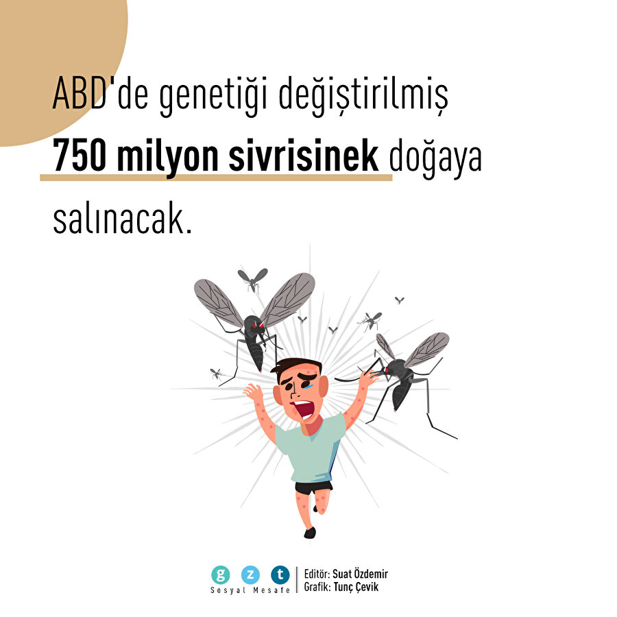 ABD'de genetiği değiştirilmiş 750 milyon sivrisinek doğaya salınacak