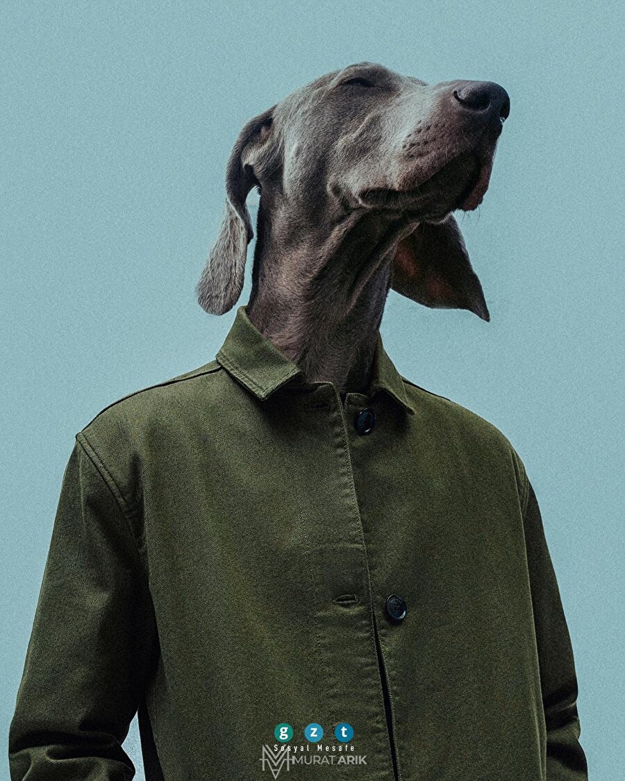 Sevimli dostlarımızı hiç böyle görmemiştiniz 