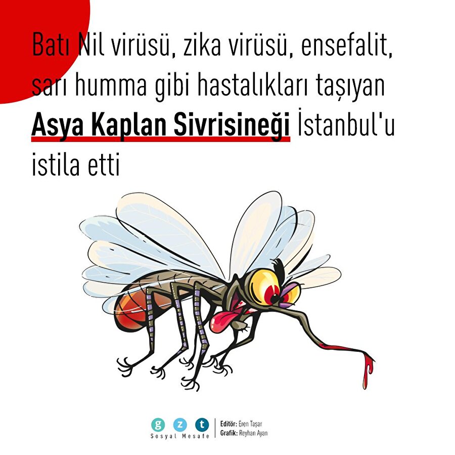 İstanbul'da 'Asya Kaplan Sivrisineği' paniği