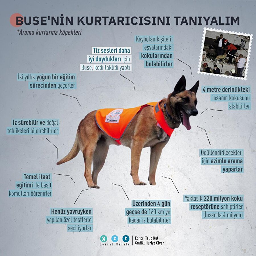Buse'nin kurtarıcısı arama kurtarma köpeklerini tanıyalım