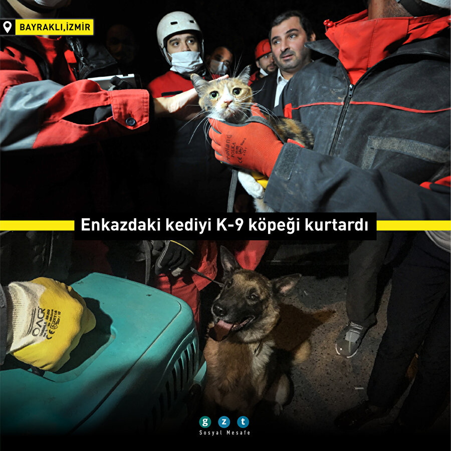 K-9 köpeği, enkaz altında kalan kediyi kurtardı 🐈