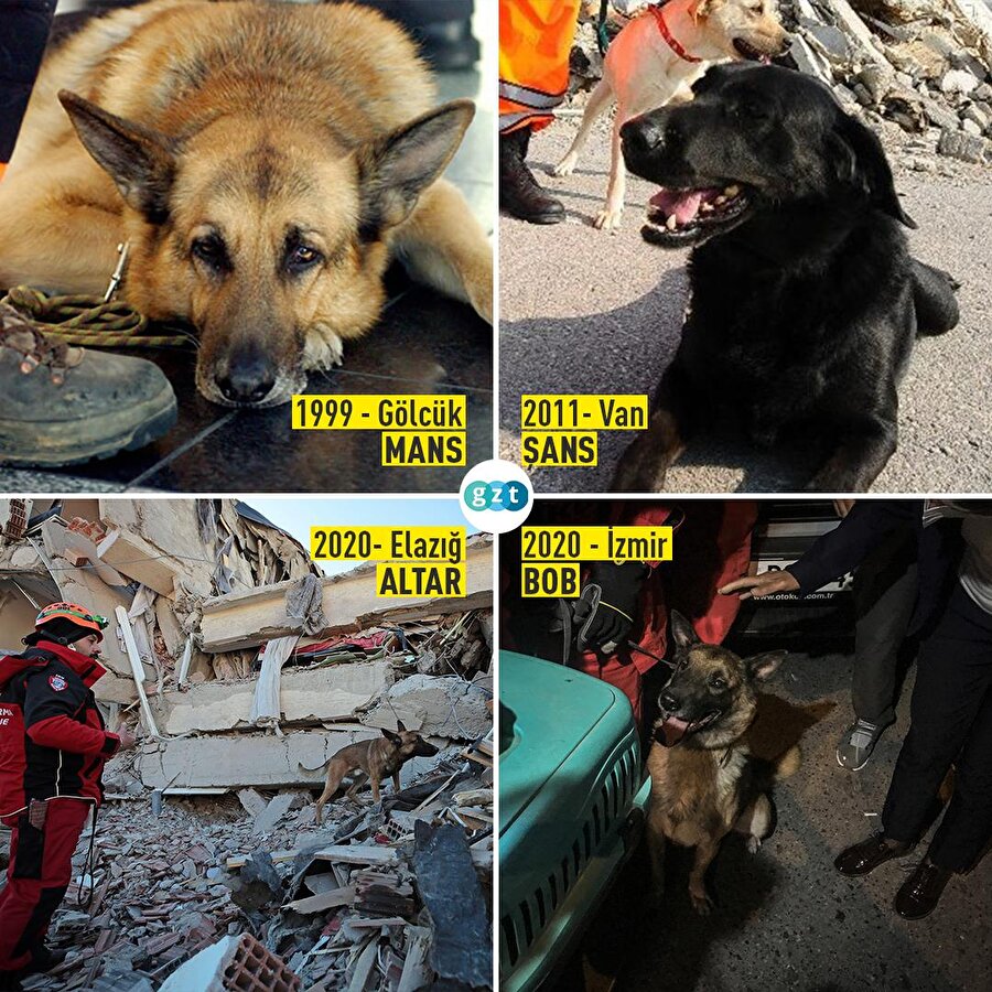 Depremin pelerinsiz kahramanları: kurtarma köpekleri 🐕