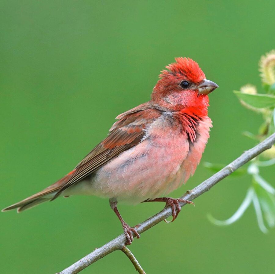 Tanıştıralım, kırmızı serçe değil, çütre kuşu! 😌