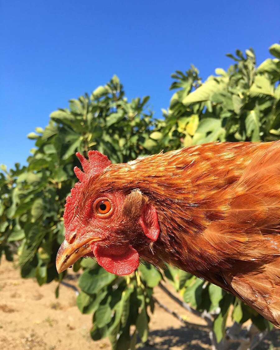 Aydın’dan günaydın, burası Yenipazar ilçesi ☀