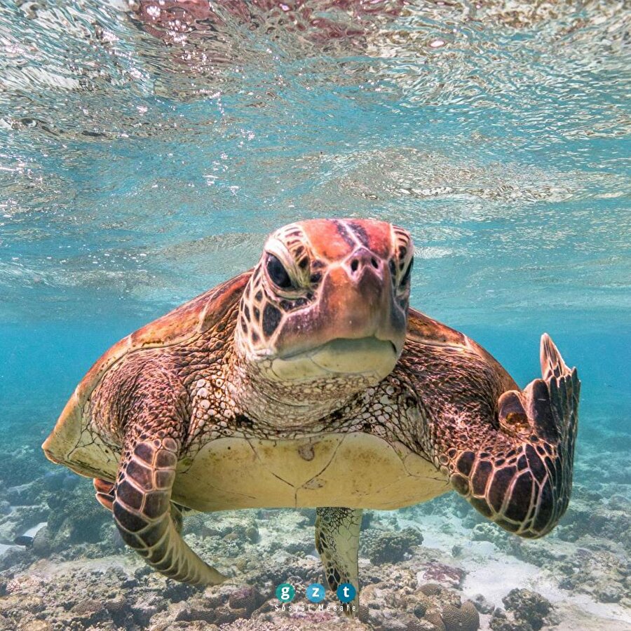 Vahşi yaşamdan farklı fotoğraflar