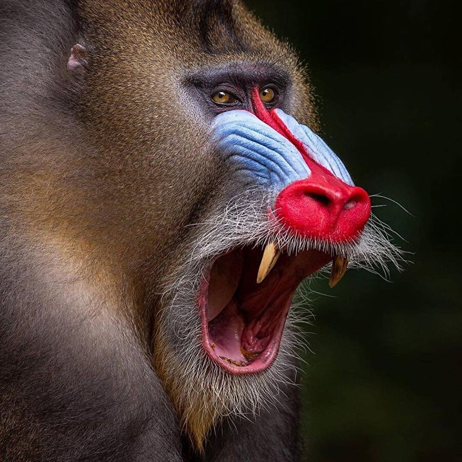 Haftaya nasıl başladın? 🤭