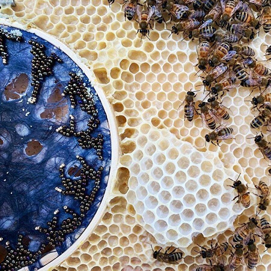 Bal arılarıyla tamamlanan tasarım