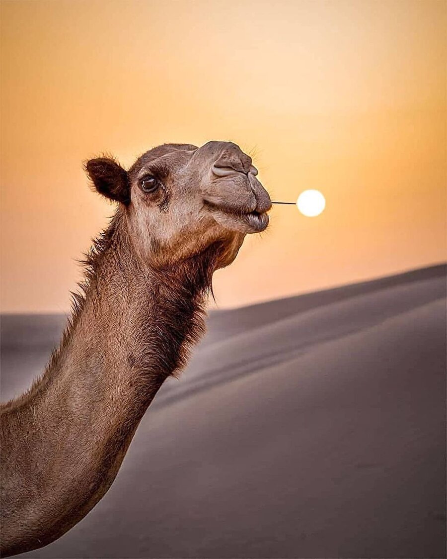 Burası, son yılların en cazibeli rotalarından Merzouga 🐪