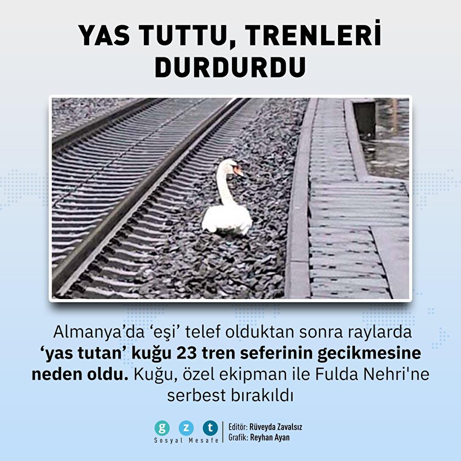 Eşinin yasını tutan kuğu, tren seferlerini durdurdu