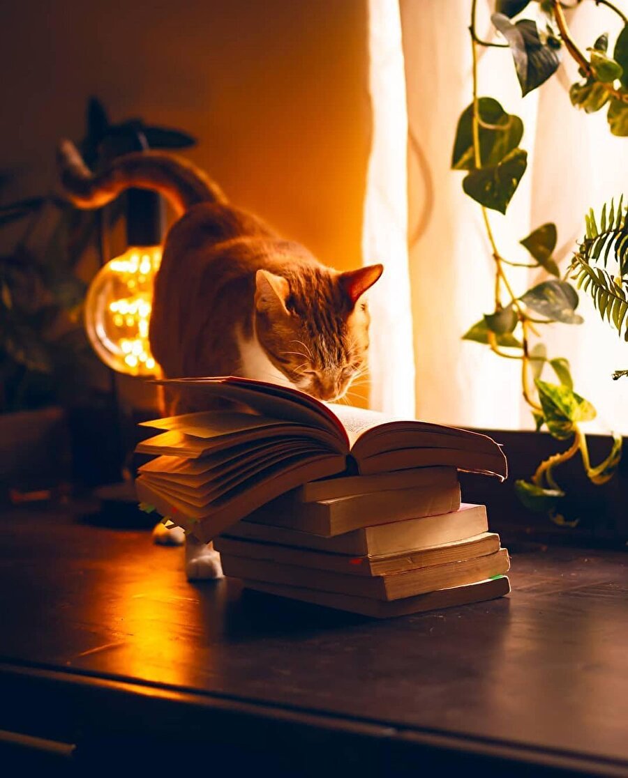 Kahve ve kedi eşliğinde kitap önerileri 📚
