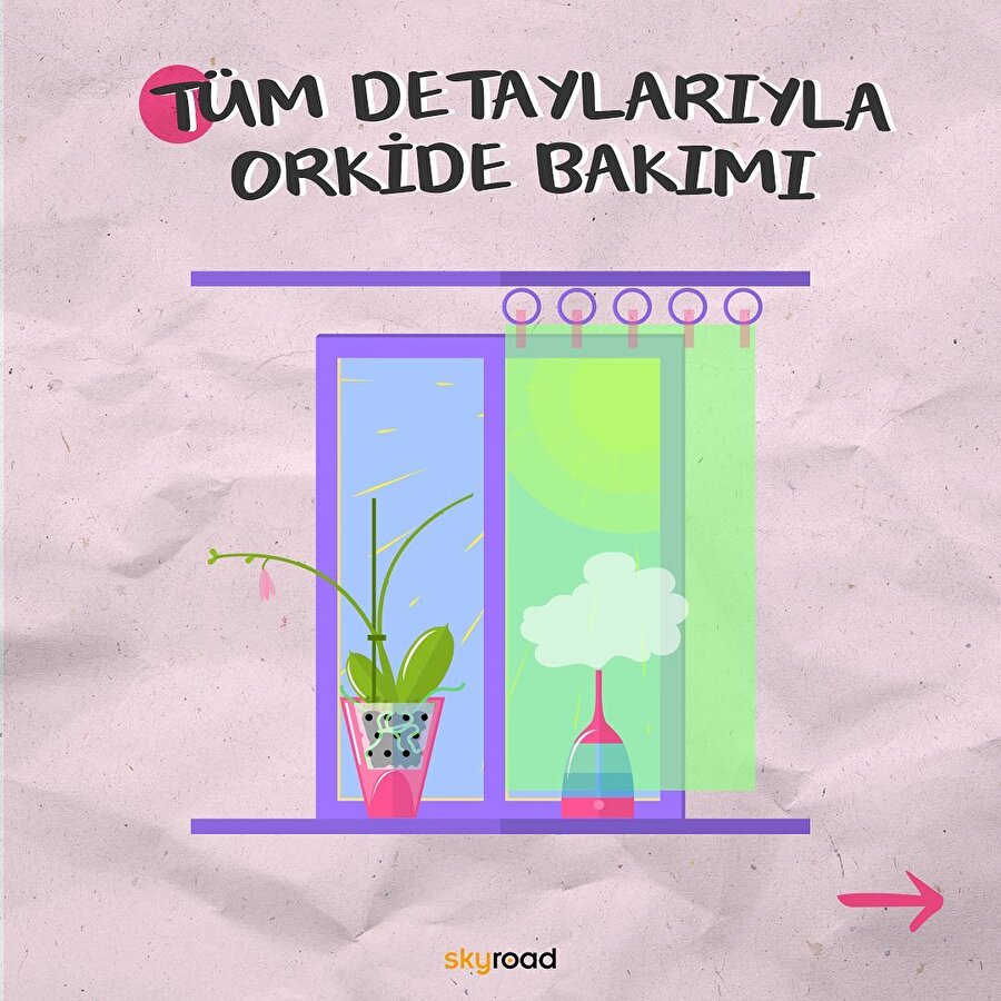 Tüm detaylarıyla orkide bakımı 🍃