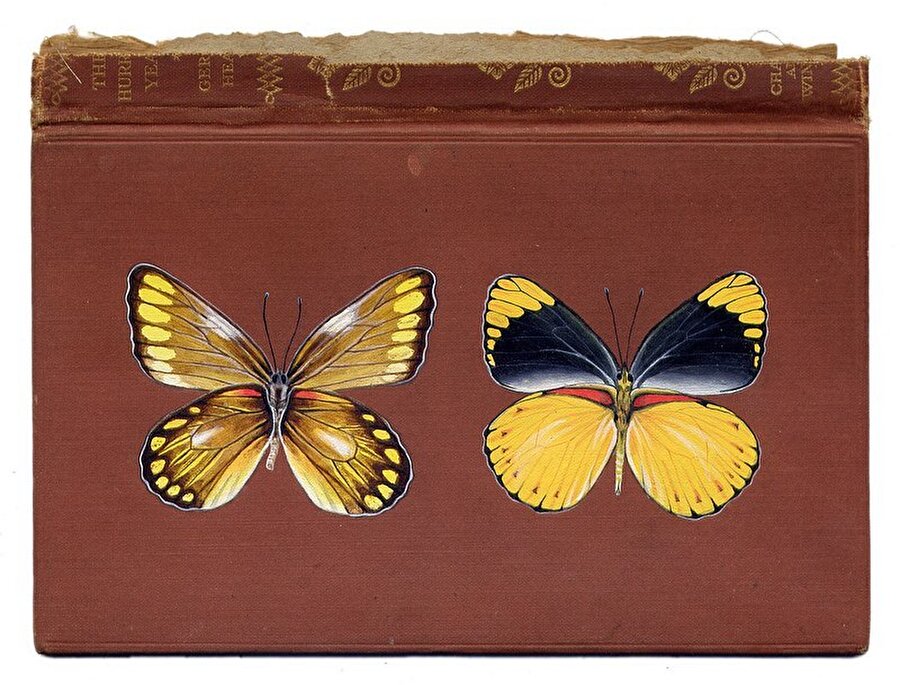 Vintage kitaplar üzerine çizilen harika kelebekler 🦋