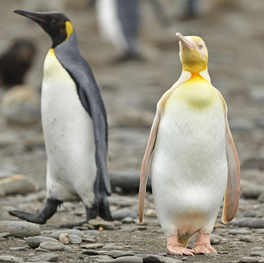 Belçikalı fotoğrafçı Yves Adams'ın kadrajından 🐧