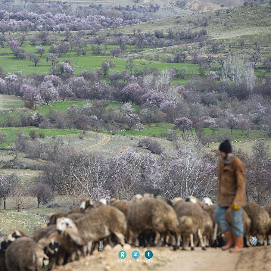 Tunceli'de baharın müjdecisi badem ağaçları çiçek açtı