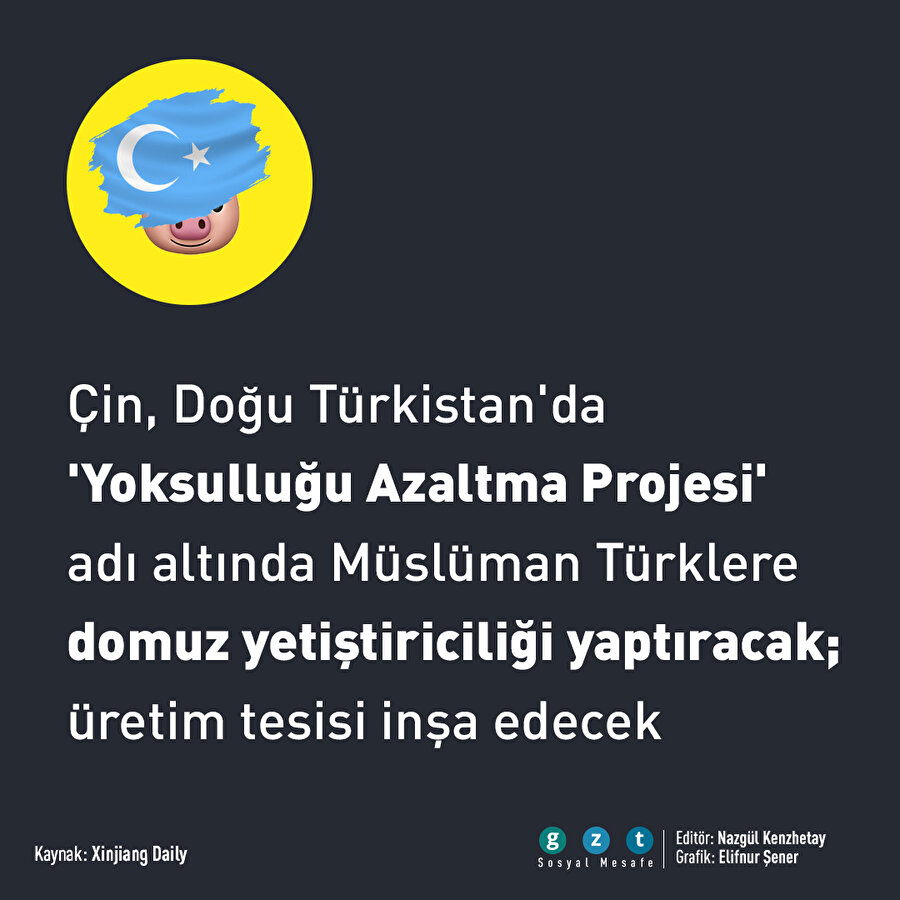 Çin'den Müslüman Türklere 'domuz yetiştiriciliği' dayatması
