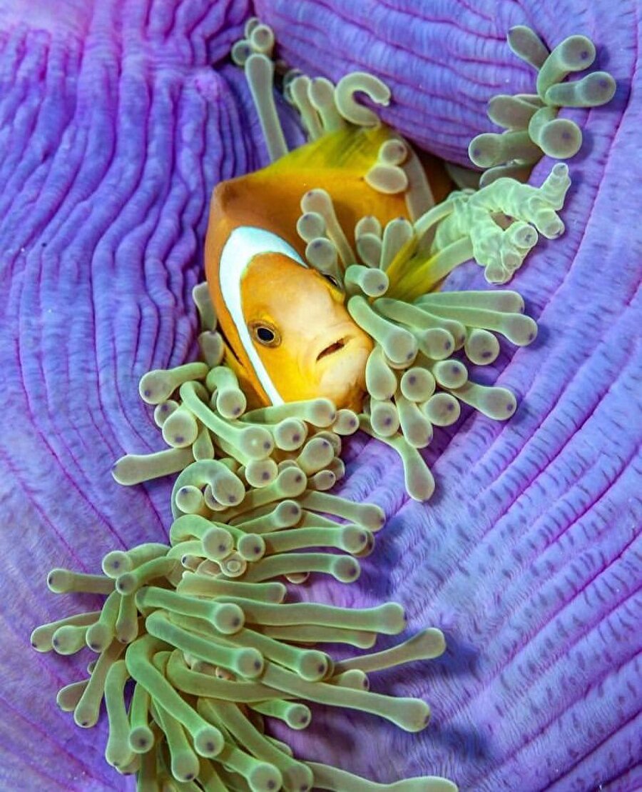 Su altındaki dünyanın sakinliği 