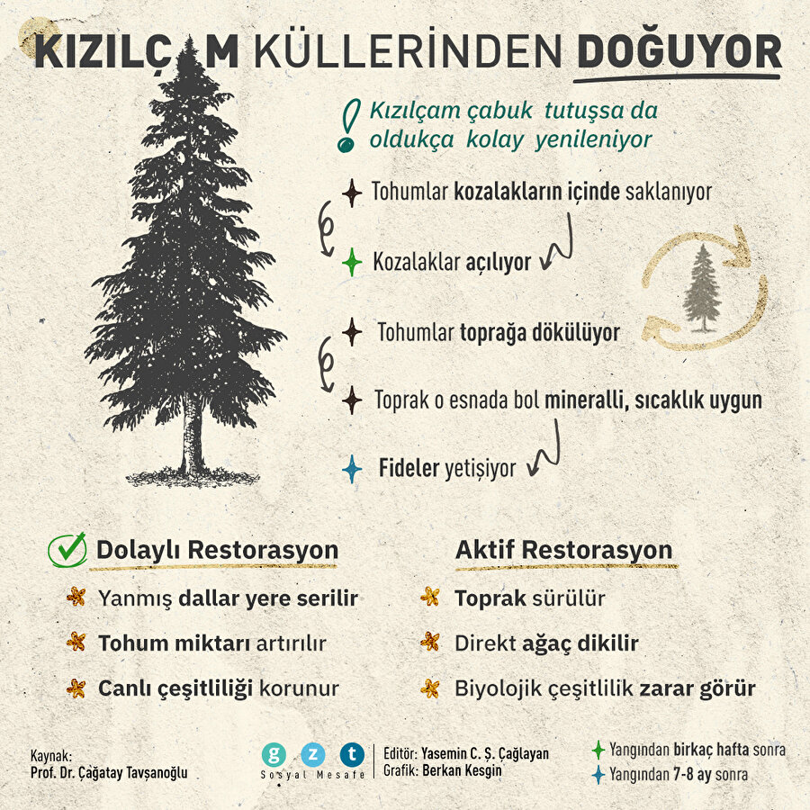 Kızılçam ormanları çabuk tutuşsa da yangına karşı stratejileri var