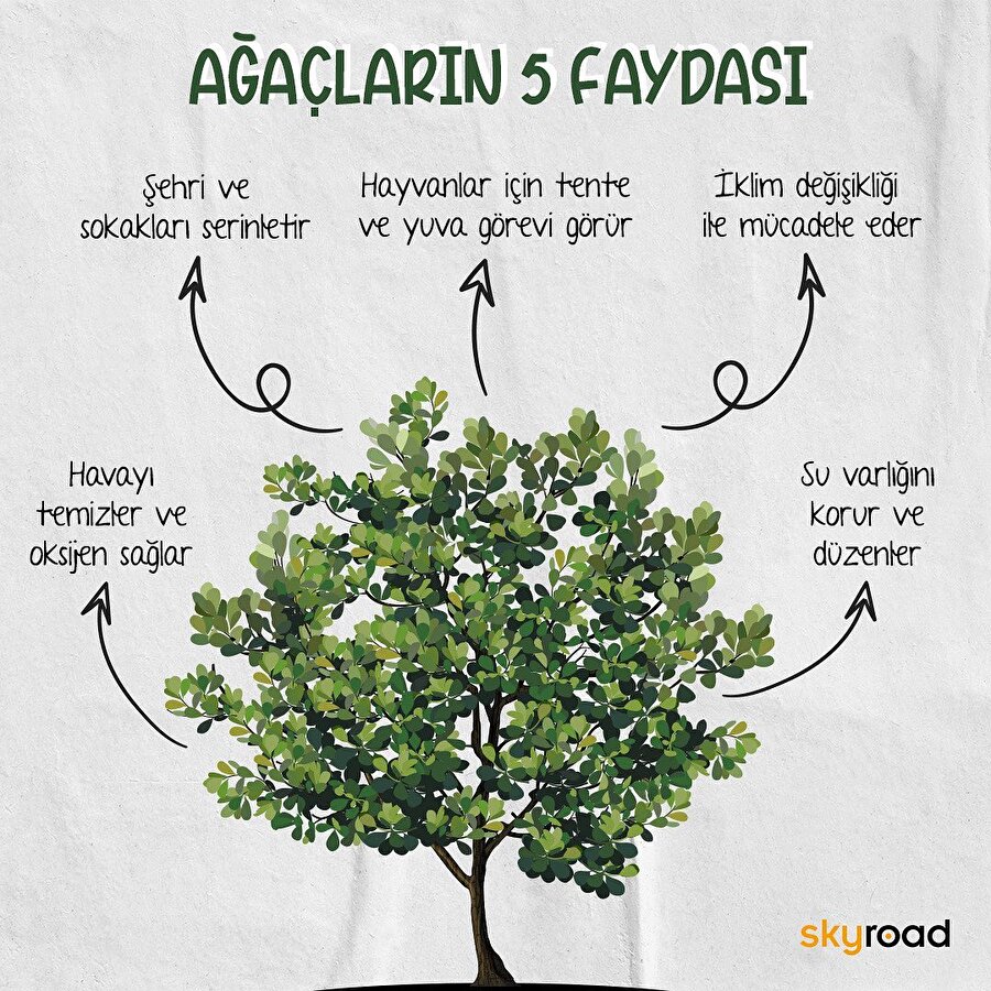 Ağaçların 5 faydası 🌳
