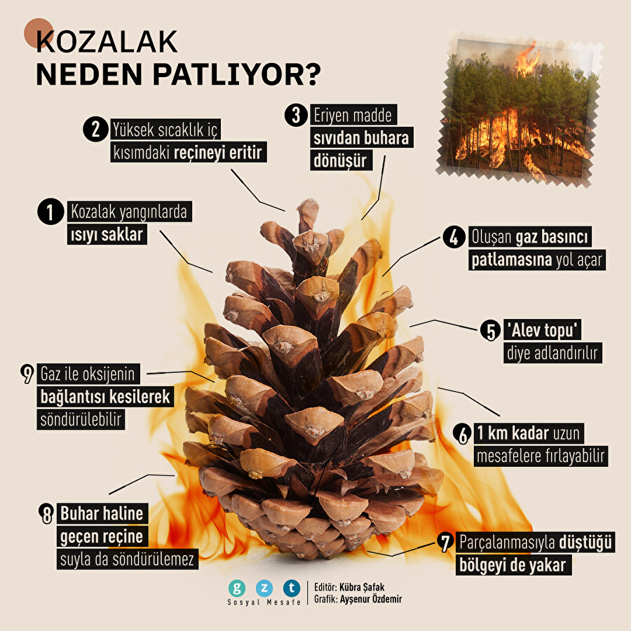 Kozalakların patlama sebebi nedir?