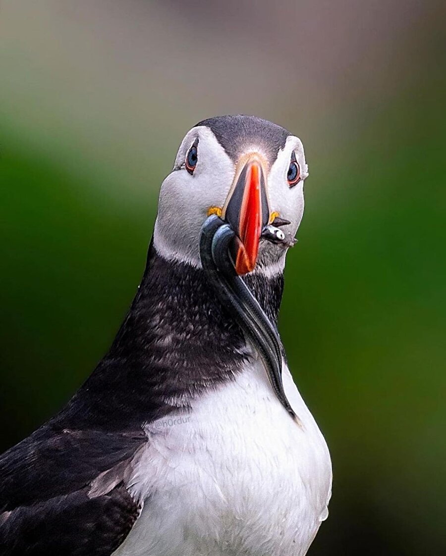 Puffin'in ana yurdu: İzlanda🎉
