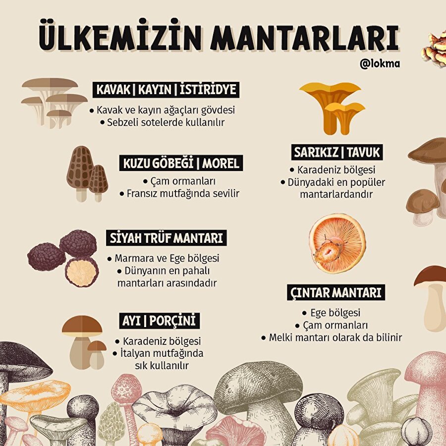 Ülkemizin Mantarları 