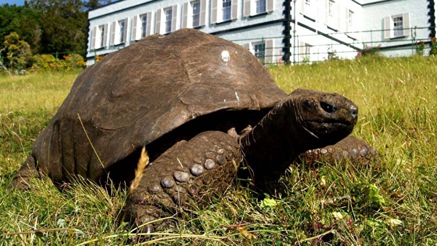 Kaplumbağa Jonathan

                                    Seyşeller dev kaplumbağası Jonathan, dünyada yaşayan en eski kara hayvanıdır. 1832'de doğduğuna ve 2021'de 189 yaşında olduğuna inanılıyor. Uzun zamandır Güney Atlantik adası St Helena'da yaşıyor.
                                