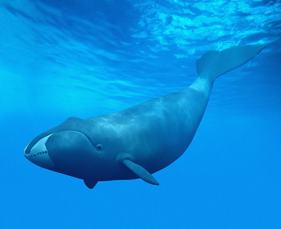 Balina Bowhead

                                    En uzun ömürlü memeli türü beyaz başlı balinadır. Bu tür, yalnızca Arktik ve yarı arktik sulara
özgü dişsiz bir türdür. Bowhead adlı Grönland balinasının en
yaşlı balina olarak 177 ila 245 yaşında olduğu tahmin ediliyor.
                                