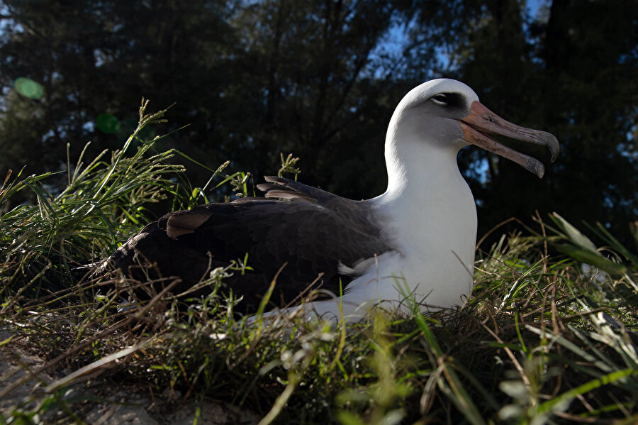 Albatros Wisdom

                                    Wisdom adlı bir dişi Laysan
albatros, vahşi doğada gözlemlenen en yaşlı kuştur. İnanılmaz
bir şekilde 70 yaşında bile hala yavru üretiyor. En son civcivi 1
Şubat 2021'de yumurtadan çıktı. Hayatı boyunca 35'ten fazla
civciv sahibi olduğu tahmin ediliyor.
                                