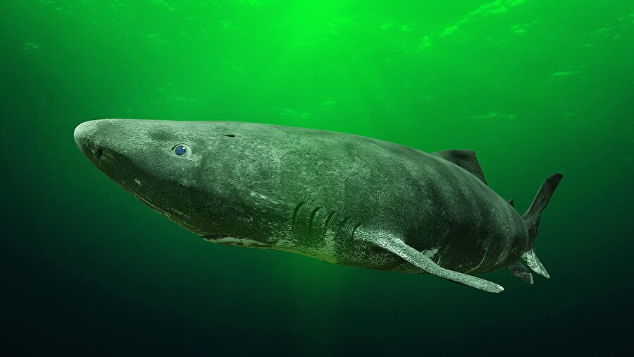 Köpekbalığı 

                                    2016 araştırmasından elde
edilen bulgulara göre, nadir görülen Grönland köpekbalığı
392 yıl veya daha uzun süre yaşayabilir. Derinlerde yaşayan
yırtıcı, Kuzey Atlantik Okyanusu boyunca geniş bir alana
yayılmıştır. Bu soğuk suların türlerin uzun ömürlü olmasına
katkıda bulunduğu düşünülmektedir.
                                