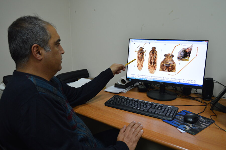 Keşfettikleri böceğe bakanın adını verdiler