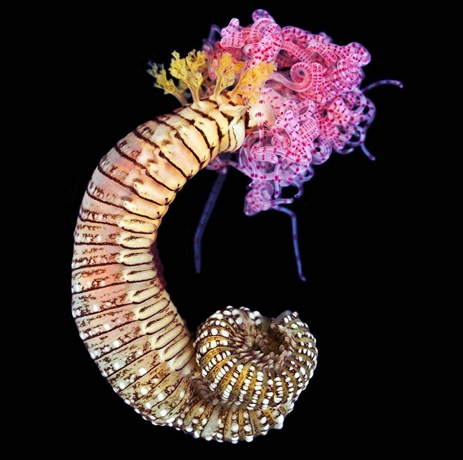 Su altı canlılarına biraz yakından bakalım mı❓