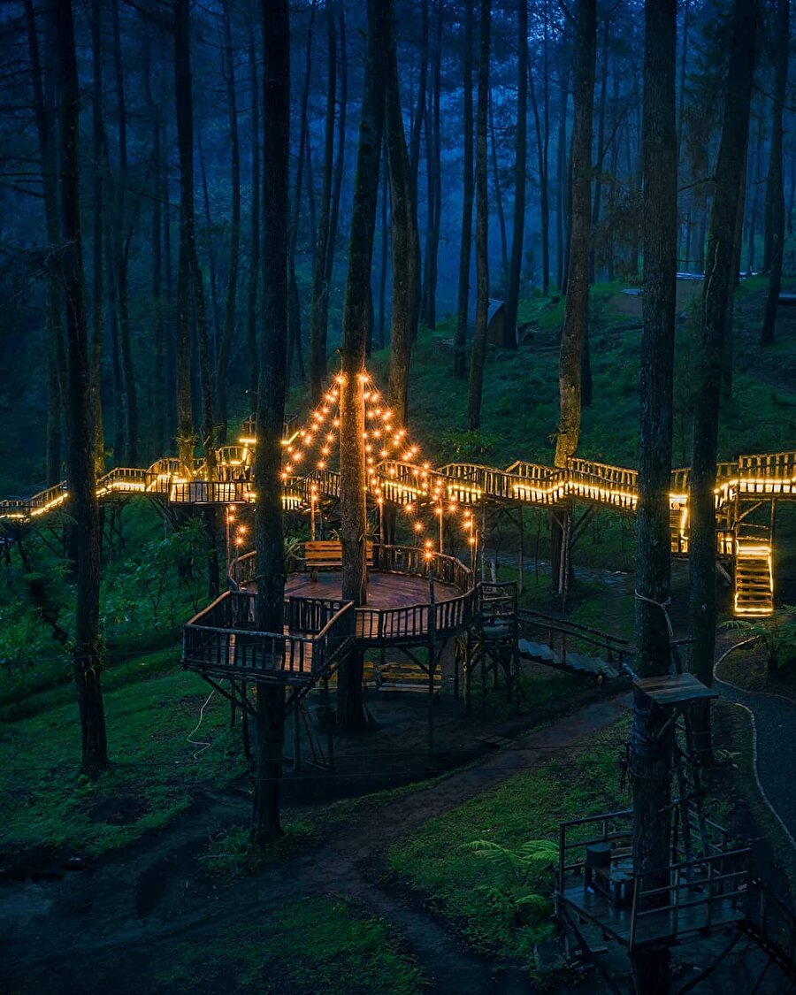 Endonezya ormanında sihirli bir ışık köprüsü ✨
