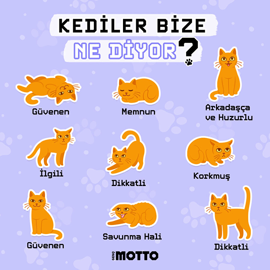 Kediler bize ne diyor?