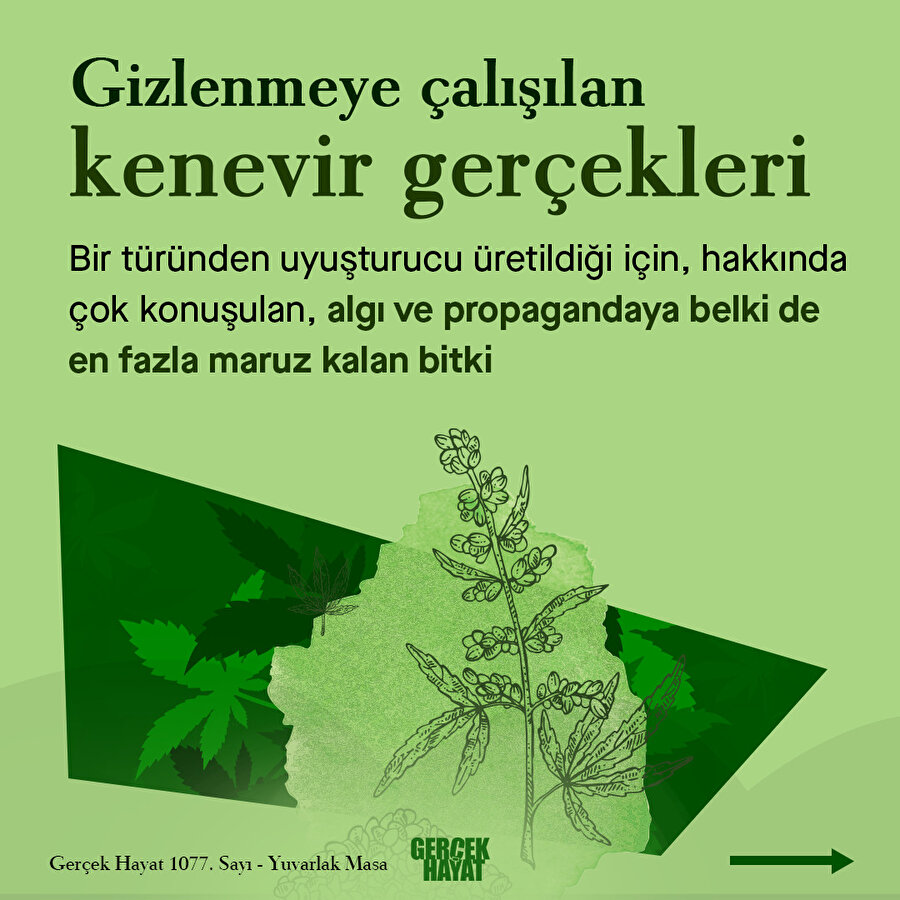 Gizlenmeye çalışılan kenevir gerçekleri