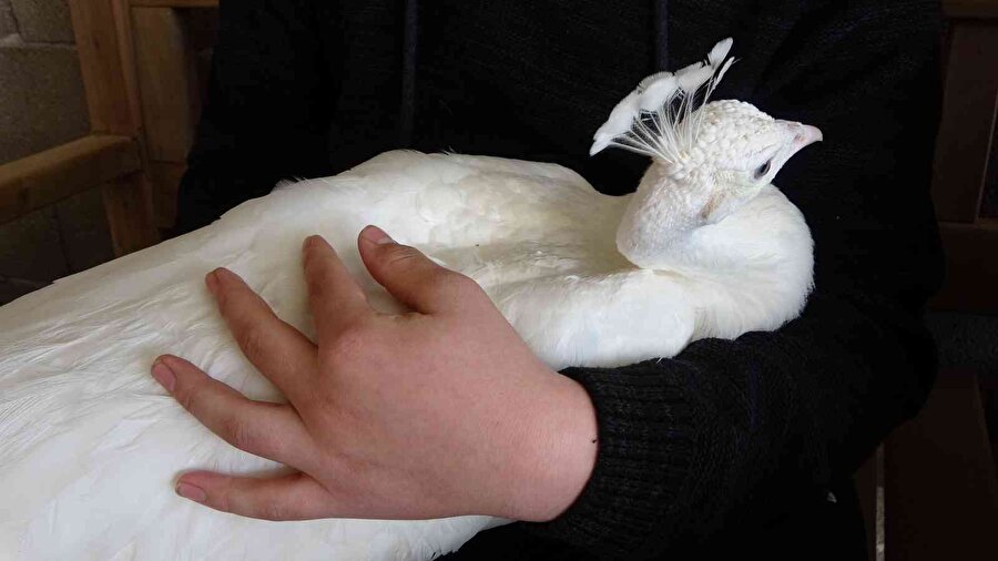 Hobisini mesleğine çevirdi, tanesinden 5 bin TL kazanıyor