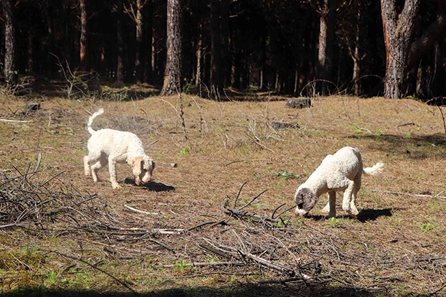 Dünyanın en pahalı mantarı ‘trüf’ü radar köpekler buluyor