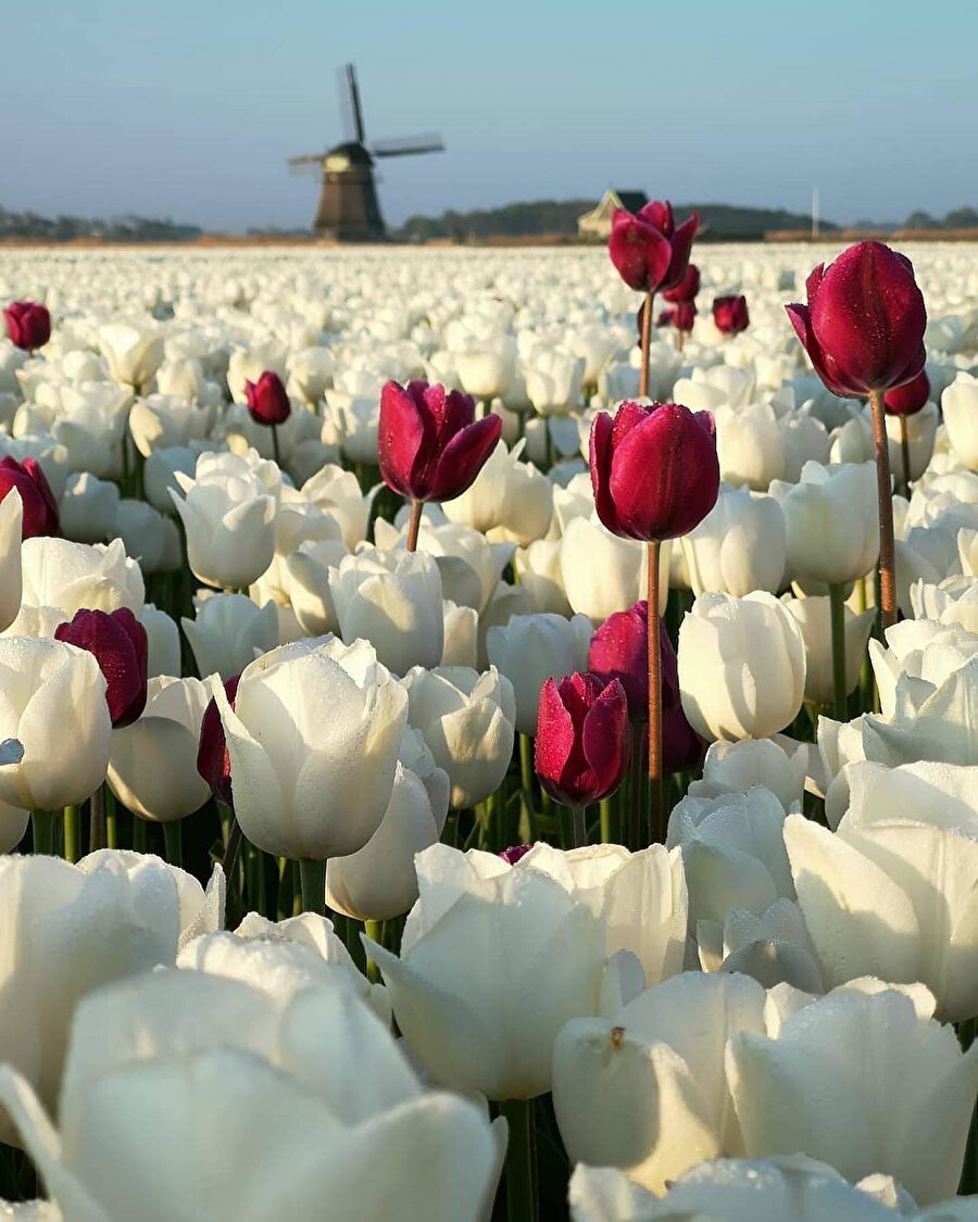 Hollanda’da lale festivali başladı 🌷😍